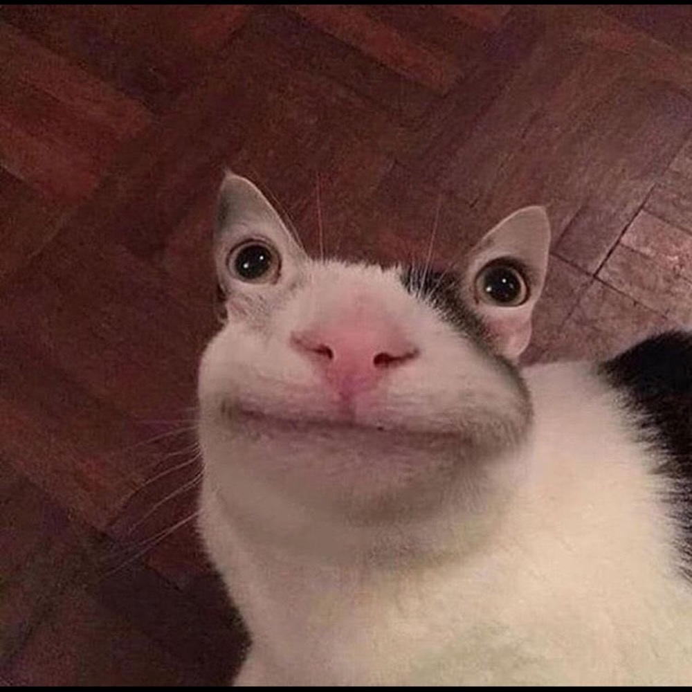 Meet your Posher, Brendan